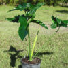 XXL Philodendron Selloum x Goeldii Big Tahitian Plant in 8” pot