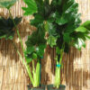 Philodendron Selloum Plant in 4” pot