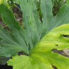 XXL Philodendron Selloum Variegated Plant in 8” Pot