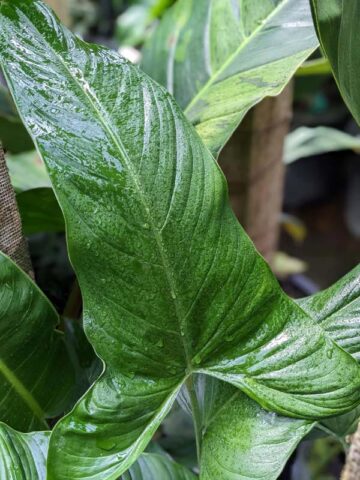 Alternative view of Philodendron Sharoniae Goat Plant in 4" Round Pot