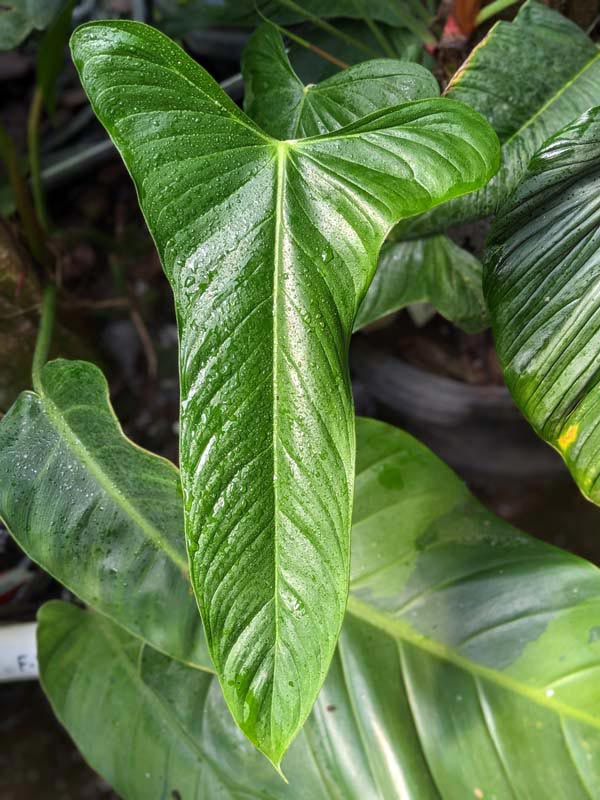 Philodendron Sharoniae Goat Plant in 4" Round Pot