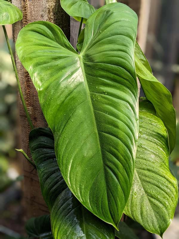 Philodendron Sharoniae Mosquera Plant in 4" Round Pot