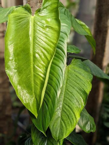 Alternative view of Philodendron Sharoniae Mosquera Plant in 4" Round Pot