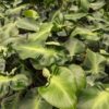 Philodendron Rugosum Sow's Ear Plant in 2x2x3” pot