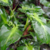 Philodendron Rugosum Sow's Ear Plant in 4” pot