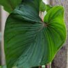 Philodendron Squamicaule Plant in 4" Round Pot