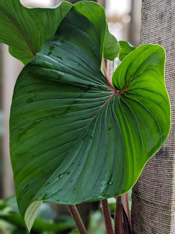 Philodendron Squamicaule Plant in 4" Round Pot