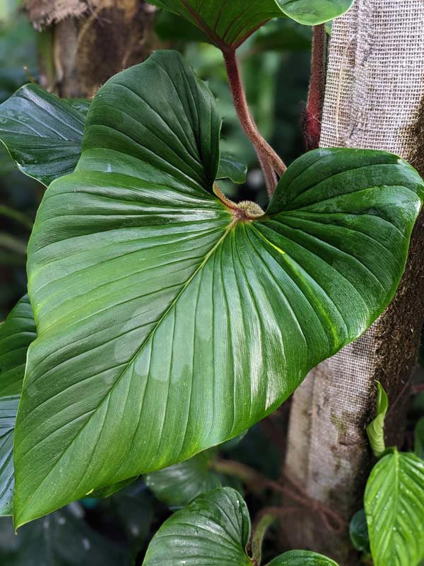 Philodendron Squamicaule Plant in 4" Round Pot - Image 2