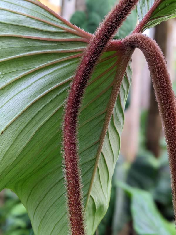 Philodendron Squamicaule Plant in 4" Round Pot - Image 3