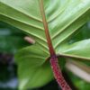 Philodendron Squamiferum Red Bristle Plant in 2x3″ pot