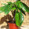 Philodendron Squamiferum Red Bristle Plant in 2x2x7" pot