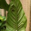 Philodendron Subhastatum Plant in 4" Round Pot