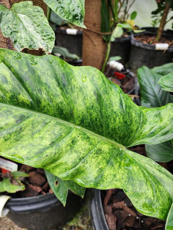 Philodendron Subhastatum Variegata Plant in 4" Round Pot - Image 3