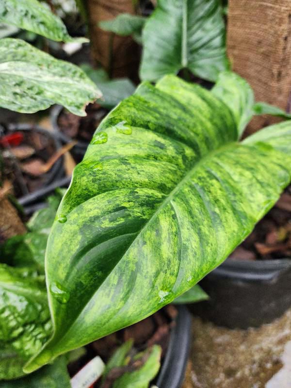 Philodendron Subhastatum Variegata Plant in 4" Round Pot - Image 2