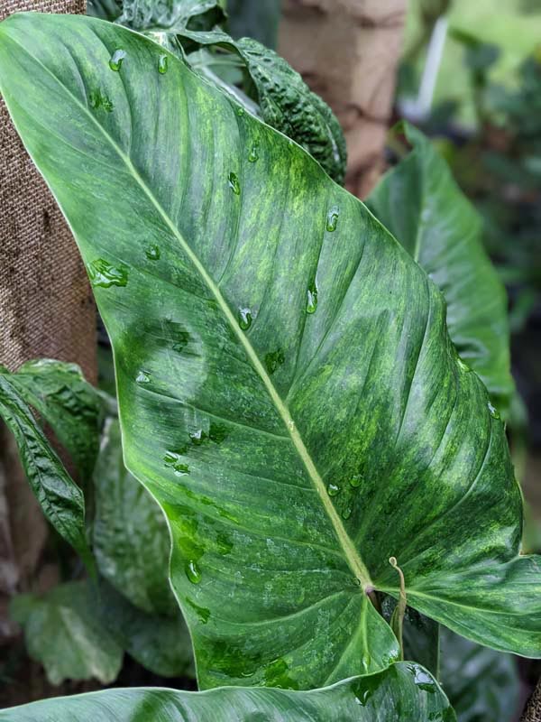 Philodendron Subhastatum Variegata Plant in 4" Round Pot