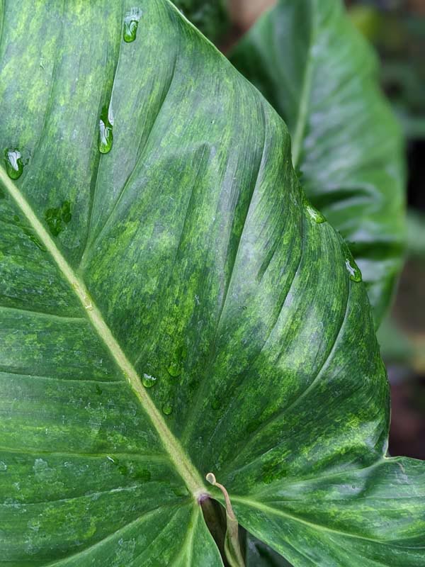 Philodendron Subhastatum Variegata Plant in 4" Round Pot - Image 6