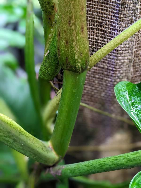 Philodendron Subhastatum Variegata Plant in 4" Round Pot - Image 7