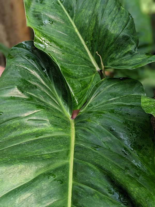 Philodendron Subhastatum Variegata Plant in 4" Round Pot - Image 4
