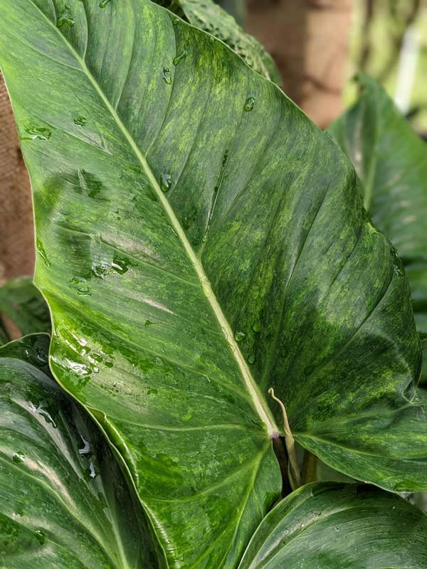 Philodendron Subhastatum Variegata Plant in 4" Round Pot - Image 5