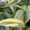 Philodendron Tri-Color Sport of Brazil Plant in 2x3″ pot