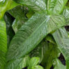 Philodendron Tenue Plant in 4" pot