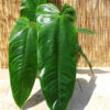 Philodendron Tenue Plant in 2x2x7" pot