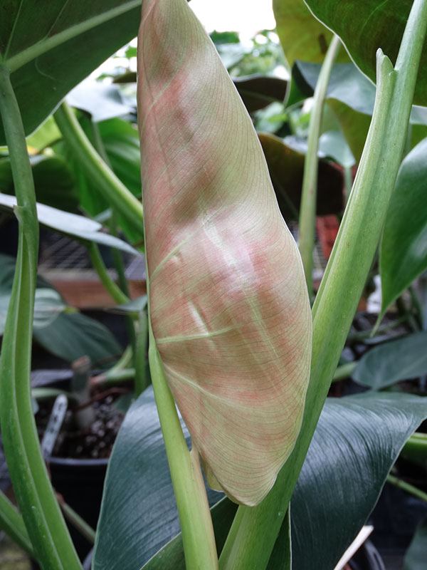 Philodendron Tuxtlanum Red Queen Plant in 2x2x7" pot - Image 5