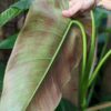 Philodendron Tuxtlanum Red Queen Plant in 2x3" pot