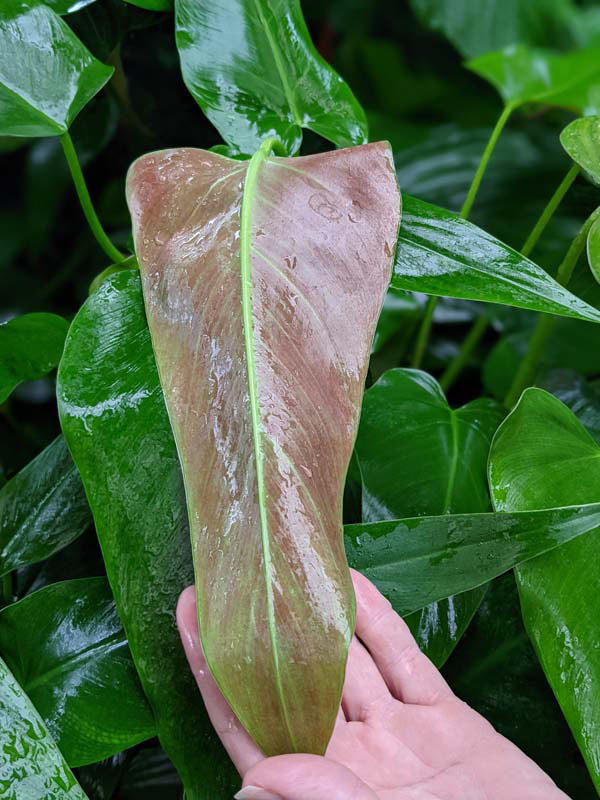 Philodendron Tuxtlanum Red Queen Plant in 2x2x7" pot