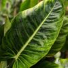Philodendron Urraoense Plant in 4" Round Pot