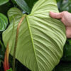 Philodendron Verrucosum Ecuador Plant in 4” pot