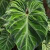 Philodendron Verrucosum #5 Plant in 4" pot