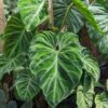 Philodendron Verrucosum #5 Plant in 2x3" Square