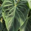 Philodendron Verrucosum x Melanochrysum Plant in 4” pot