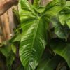 Philodendron Ventricosa Plant in 4" Round Pot