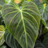 Philodendron Verrucosum Plant in 2x2x3″ pot