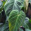 Philodendron Verrucosum Plant in 4" pot