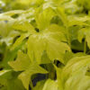 Philodendron Warscewiczii Aurea Flavum Plant in 4” pot