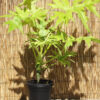 XL Philodendron Warscewiczii Aurea Flavum Plant in 6” pot