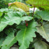 XL Philodendron Weeks Red Hue Plant in 4” pot