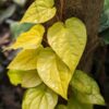 Golden Piper Plant (in 2x3″ pot)
