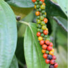 Real Black Pepper Plant (piper nigrum 2x2x3″ pot)