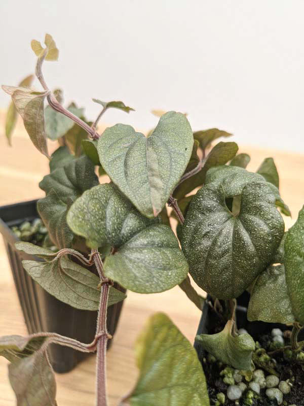 Silver Flek Piper Plant (piper fairchild in 2x3″ pot) - Image 6