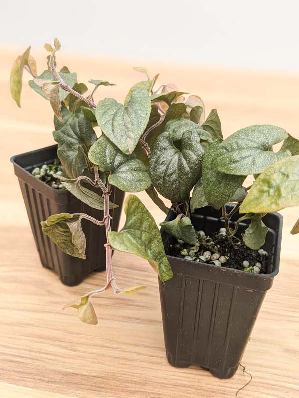Silver Flek Piper Plant (piper fairchild in 2x3″ pot) - Image 5