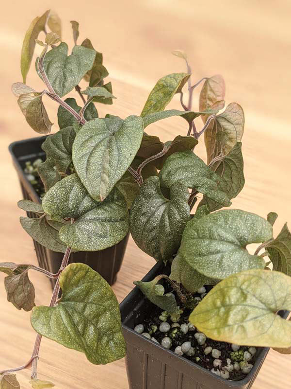 Silver Flek Piper Plant (piper fairchild in 2x3″ pot) - Image 4