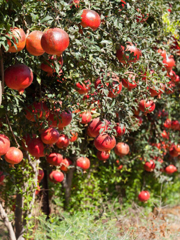 Alternative view of Angel Red Pomegranate Tree (punica granatum)