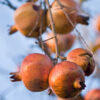 Grenada Pomegranate Tree (punica granatum)
