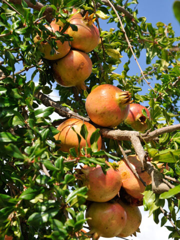 Alternative view of Hawaiian Beauty Pomegranate Tree (punica granatum)