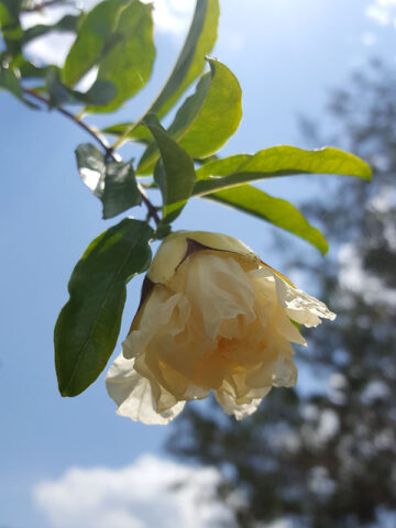 Hawaiian Beauty Pomegranate Tree (punica granatum)