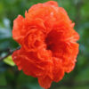 Rose Beauty Pomegranate Tree (punica granatum)